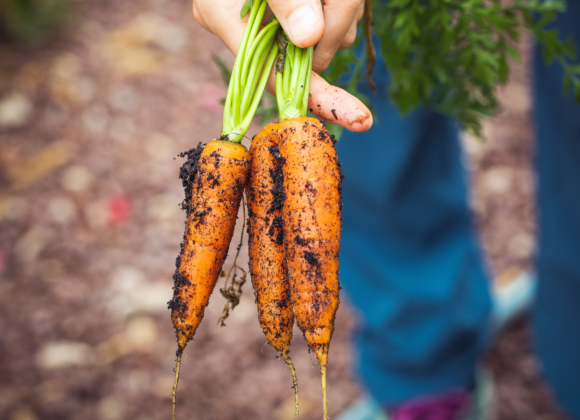 Growing Fall Carrots